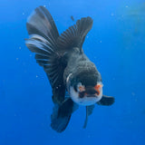 Thai Oranda Panda 3.0" Body Male (FEB-860)
