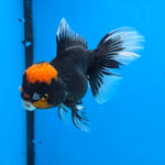 Thai Oranda Red Cap PomPom Color 3.5 in Body Male (FEB-533)R3A03