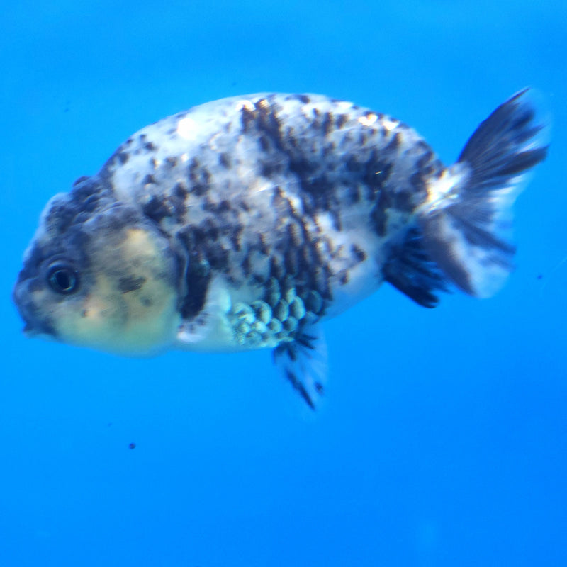Thai Ranchu Granite 2.5in Female (FEB-337)R3A14
