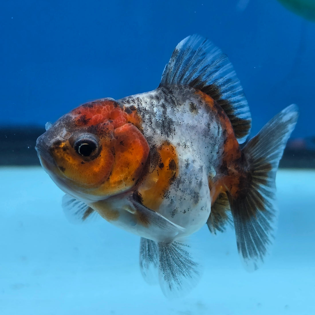 Thai Oranda Calico Shogun Farm 2.5" Body Female 6mths(FEB-581)R3B02