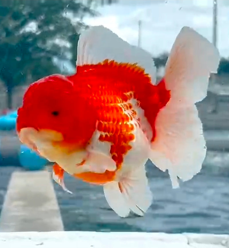 Thai Jumbo Red and White Orchid tail Oranda Yuanbao 4.50 inch Body (QGF-JO1196)Showtank