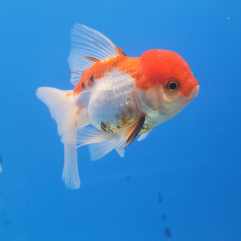 Thai Oranda Red & White  2.5 F (FEB-179)R3A07