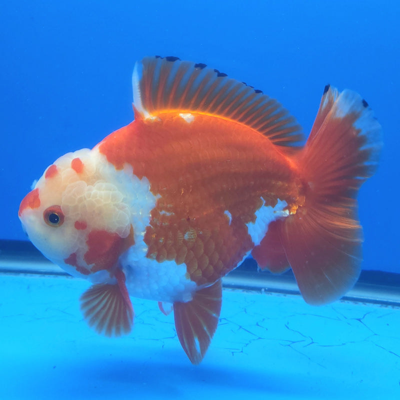 Thai Jumbo Oranda Red & White 5in Female (FEB-241)BLUETUB1