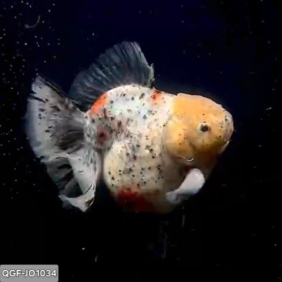Thai Premium Super Jumbo White Calico 5.00 inch Body Female Oranda (QGF-JO1034)