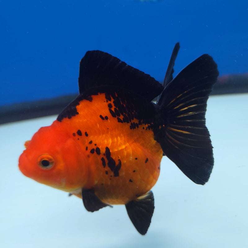 Thai Oranda Apache 3” Female (FEB-254)R3A04