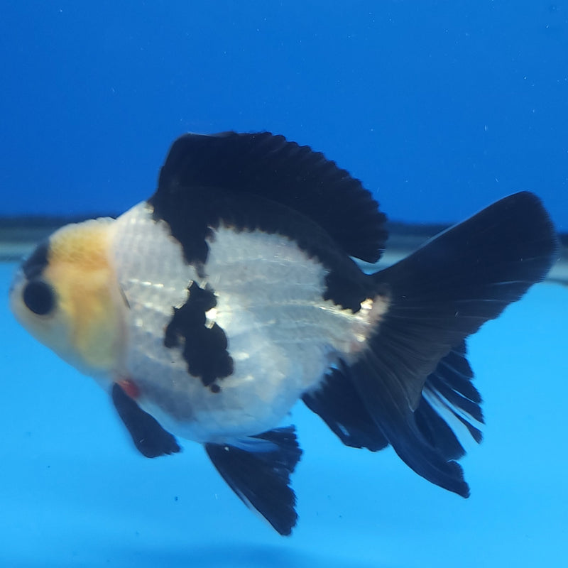 Thai Panda 3in Male (FEB-206)R3A05