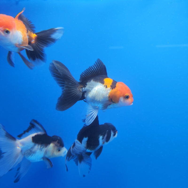 Thai Oranda Red & White Tri-Color 2.5 F (FEB-186)R3A06