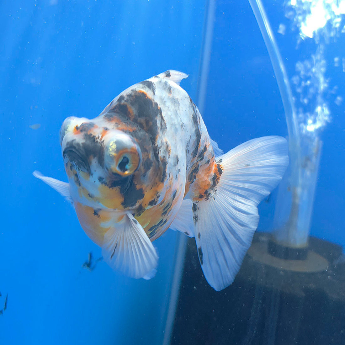 Thai Calico Demekin 3.00" Body Female (FEB-733)BLUETUBA