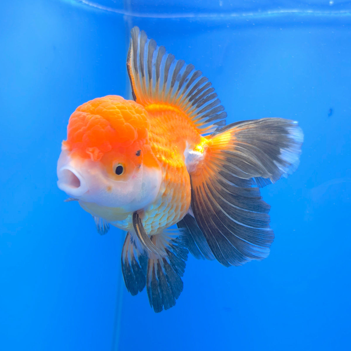 Thai Oranda Tri-Color Panda 3.5" Body Female (FEB-765)R2B07 (Copy)