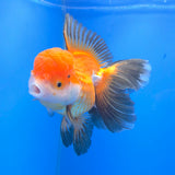 Thai Oranda Tri-Color Panda 3.5" Body Female (FEB-765)R2B07 (Copy)