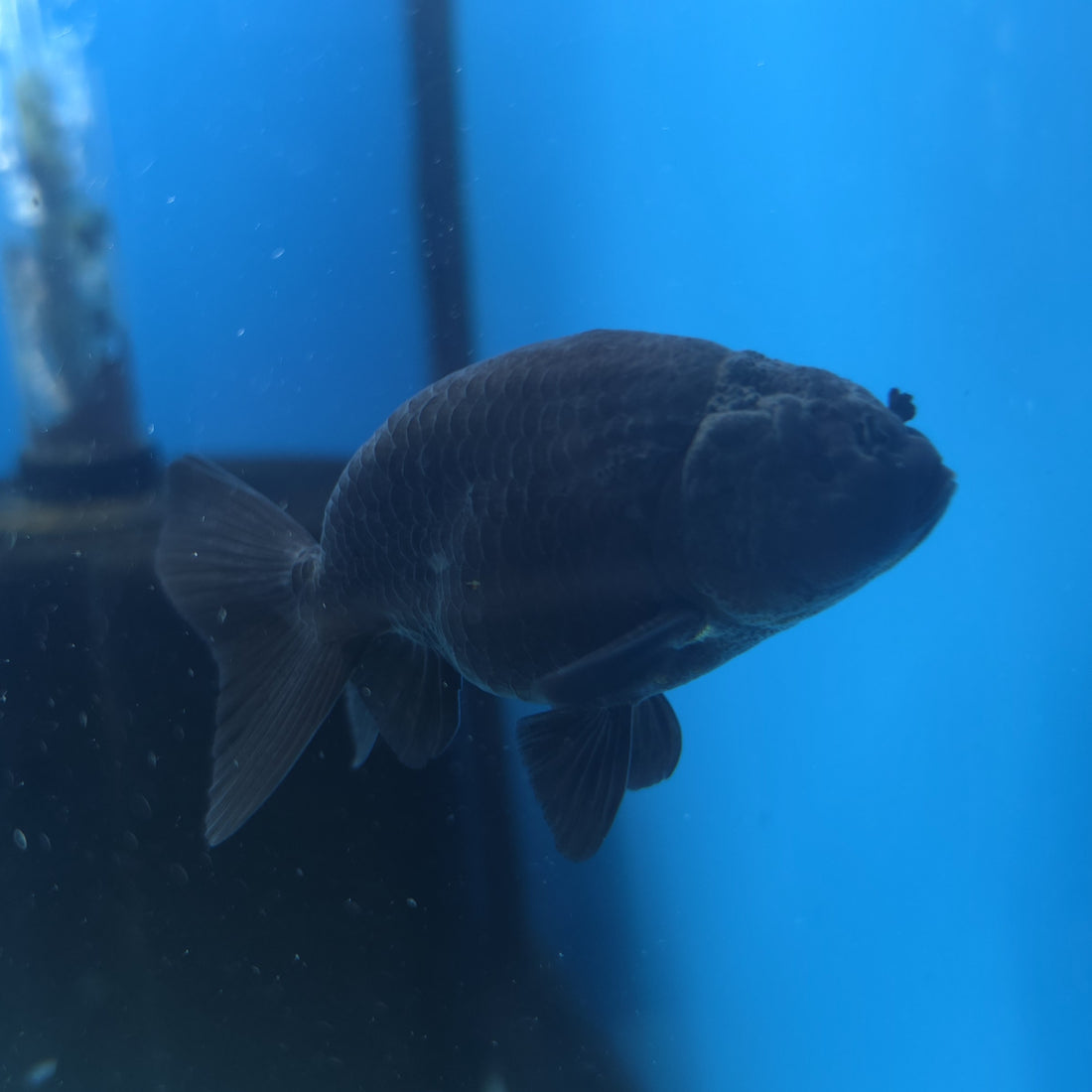 Thai Ranchu Super Black 2.5” Female(FEB-669)R3B03