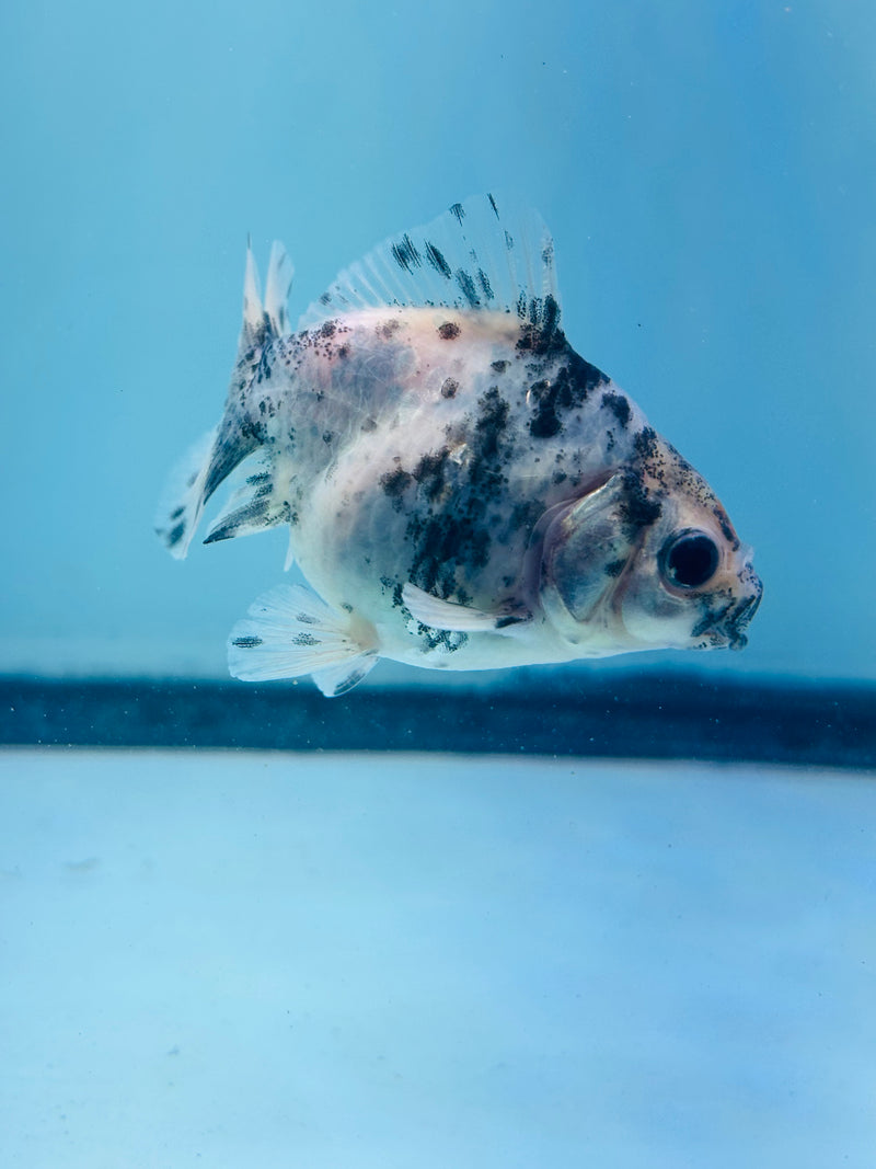 Thai Giant Breed Calico Yuanbao Oranda 2.25 inch Body (KP-220)R4C01