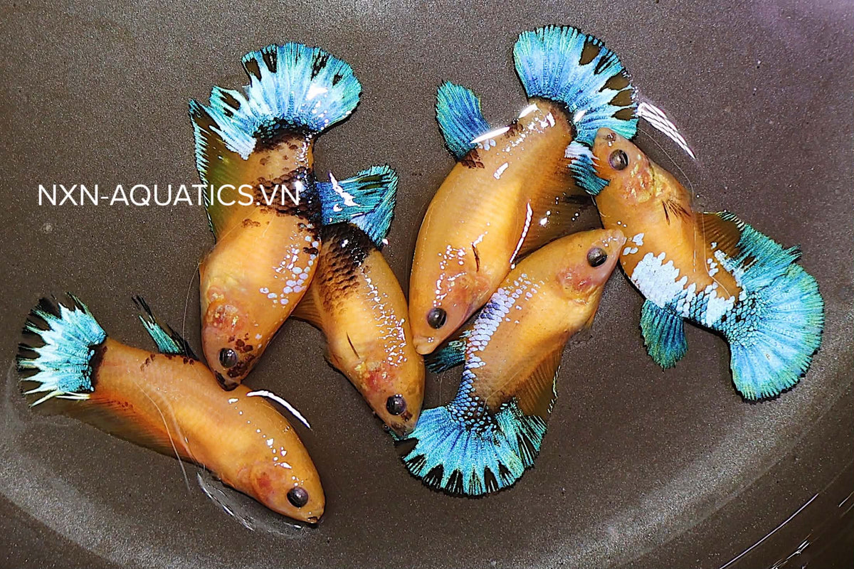 YELLOW FANCY HELLBOY FEMALE BETTA Sorority Group Our Choice(CBG-058)