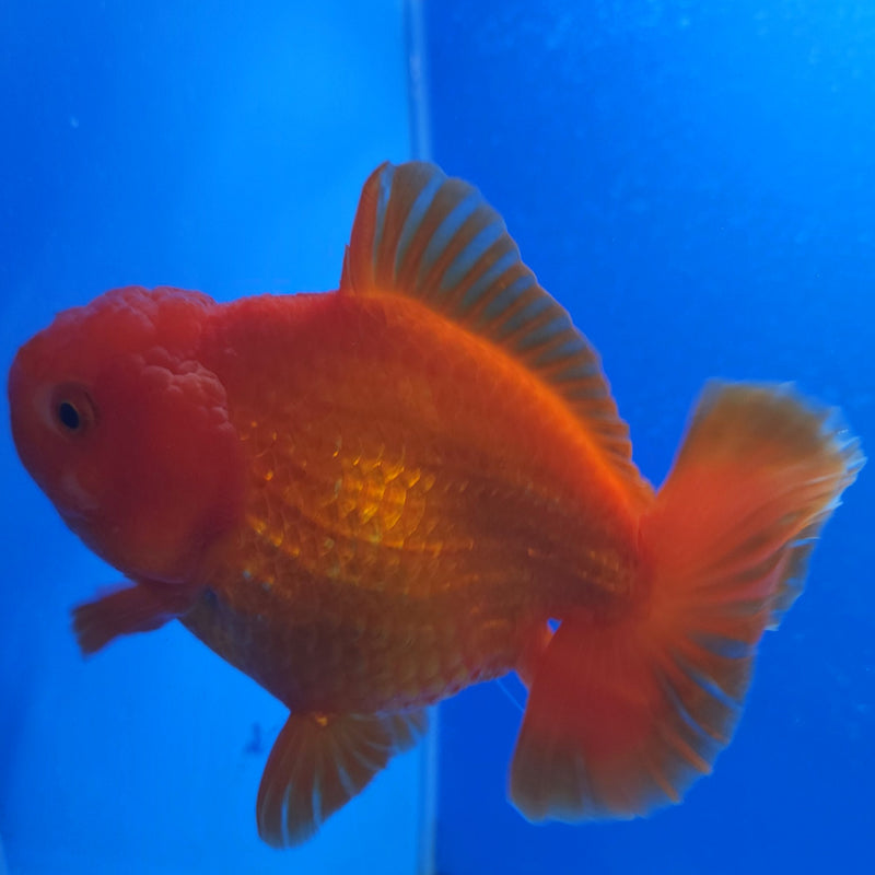 Thai Jumbo Oranda Red & White 5in Female (FEB-222)BLUETUB1