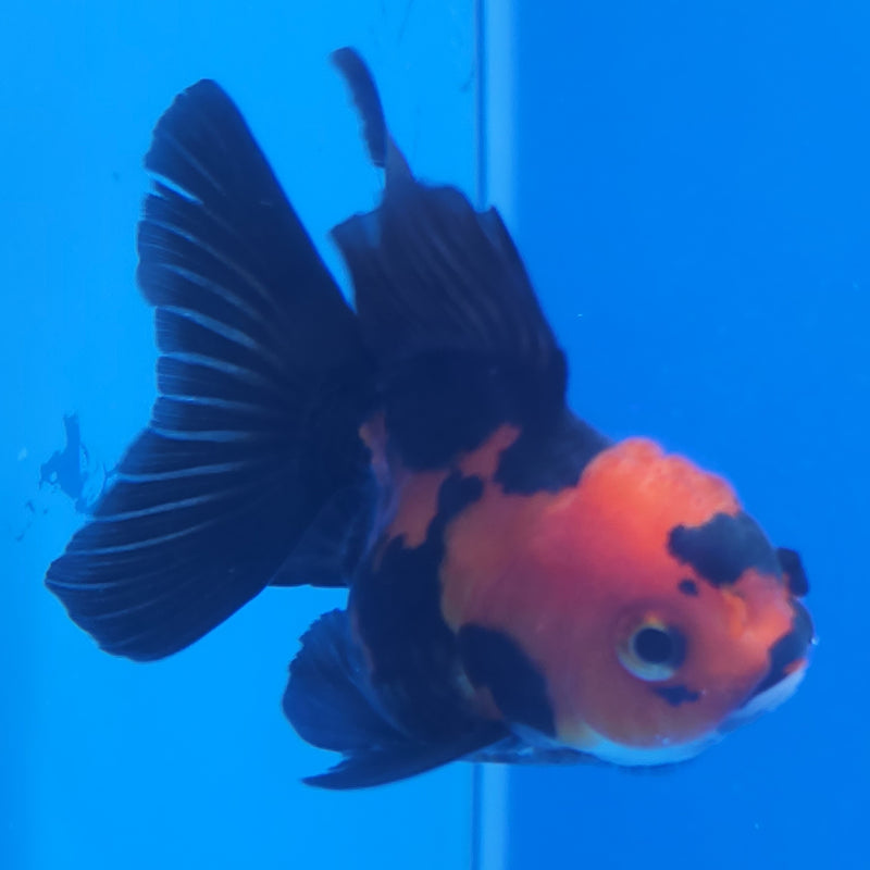 Thai Oranda Apache 2.5in Female (FEB-198)R3B07