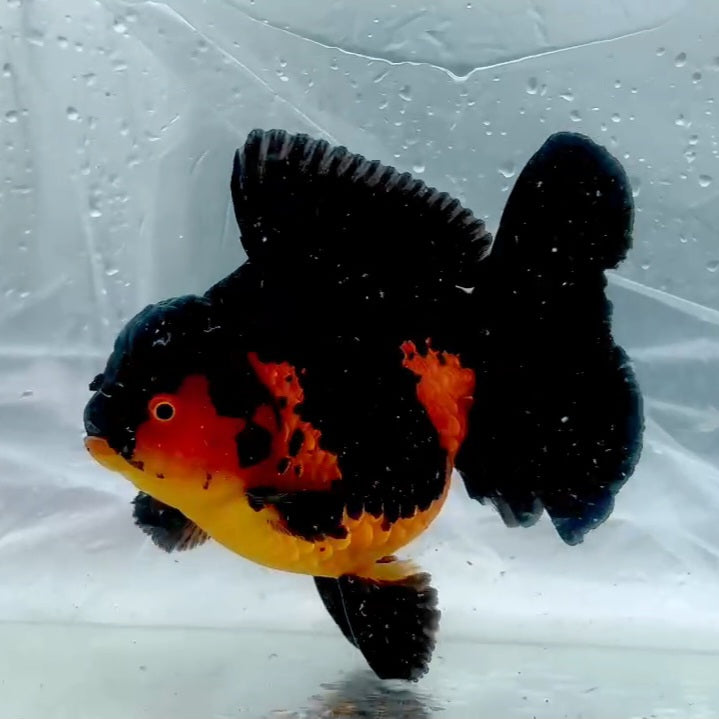 Thai Premium Apache Orchid Tail Oranda 4.00 inch Body (QGF-JO1145)BLUETUB1