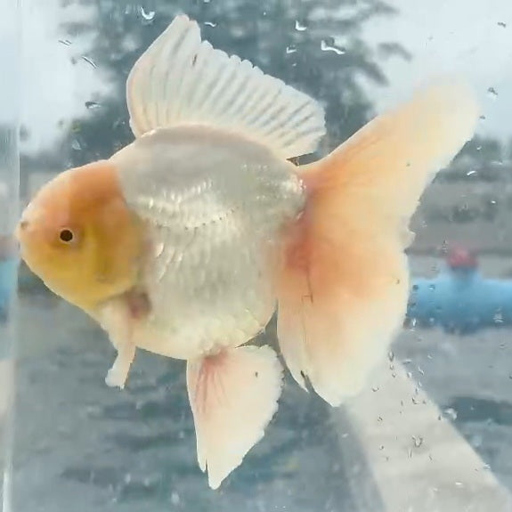 Thai Lemon Head White Oranda Orchid Tail 4.00 inch Body (QGF-JO1168)