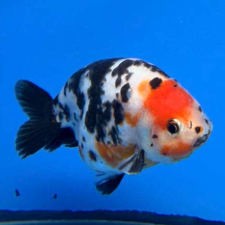 Chinese Ranchu Tiger Calico 4in Male (FEB-283)BLUETUBC