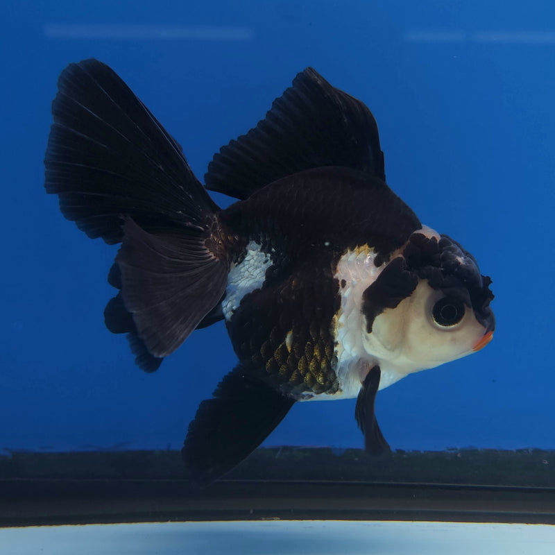 Thai Oranda Panda 3” Female (FEB-257)R3A04