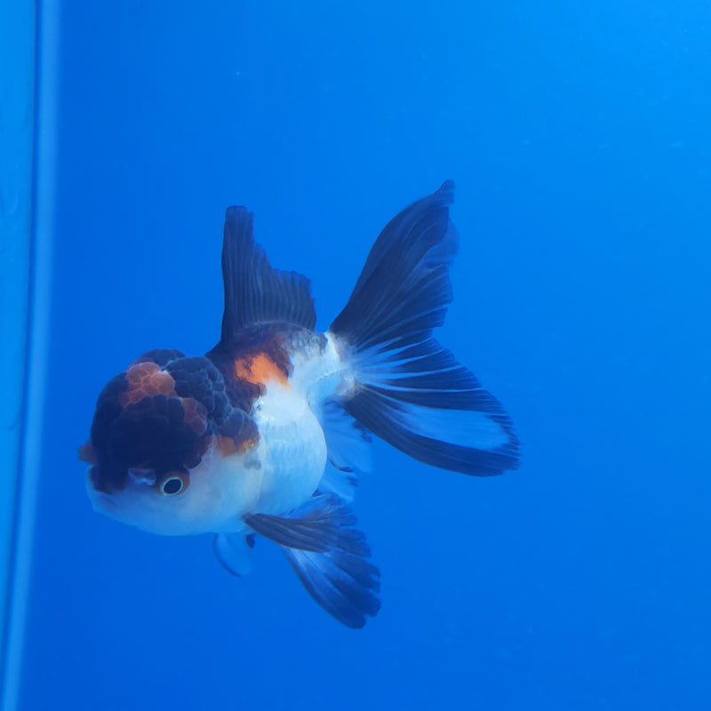 Thai Oranda Tri-Color 2.5in Female (FEB-195)R3A06