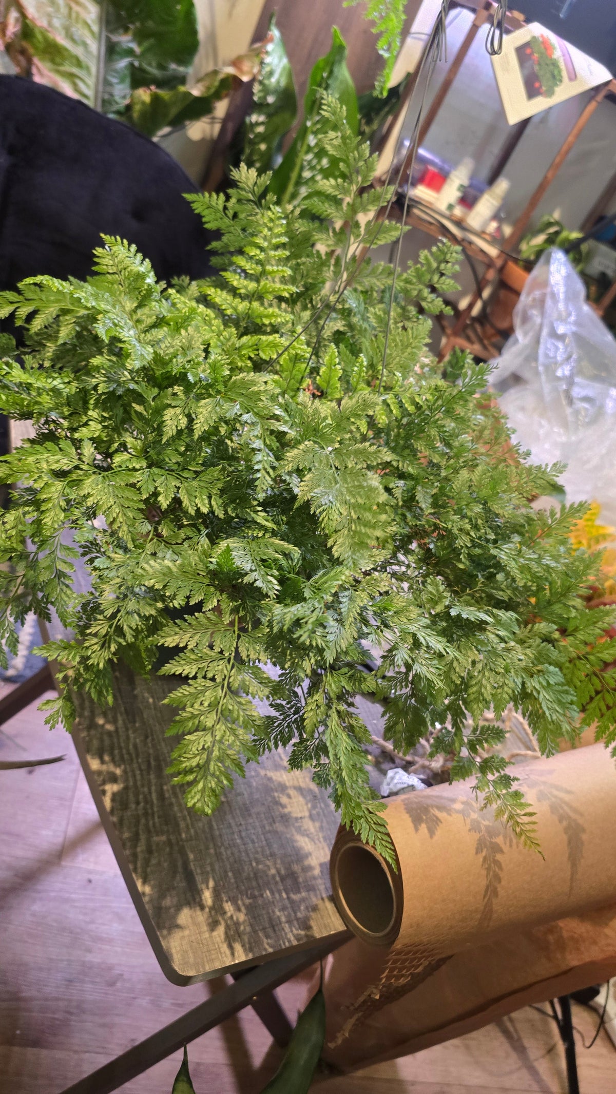 6 inch Pot - Davallia fejeensis 'Major' Fern hanging pot - Live Plant [#014]