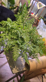 6 inch Pot - Davallia fejeensis 'Major' Fern hanging pot - Live Plant [#014]