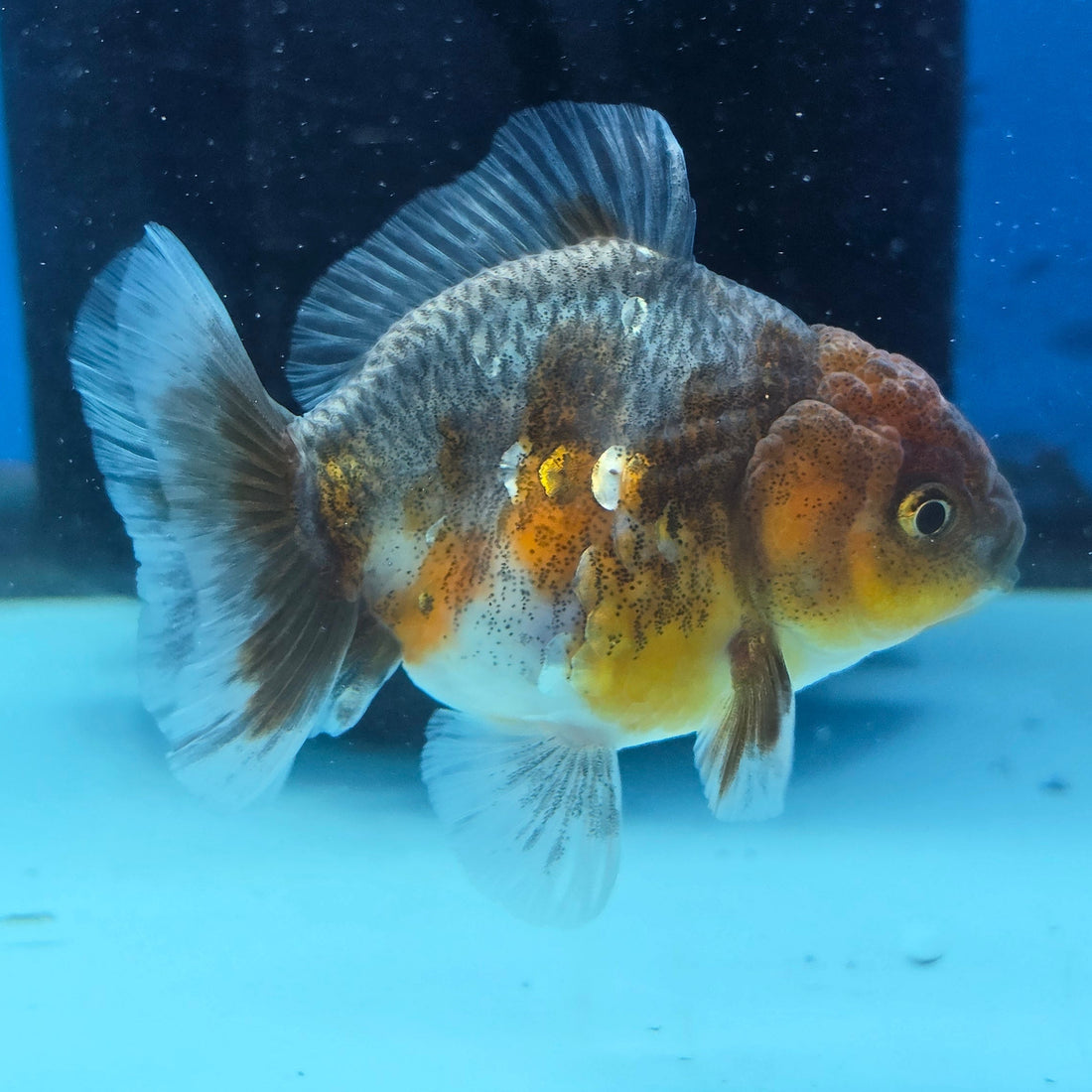 Thai Oranda Calico Shogun Farm 2.5" Body male 6mths(FEB-582)R3B02