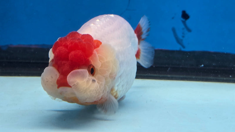 Thai Red/White Lionchu Ranchu 3.00 inch Body Male (NNN-2087)R4C08