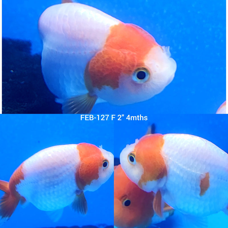 Red & White Ranchu 2” Body Female (FEB-127)R3B10