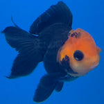 Thai Oranda Apache Red Cap Black 2in Female (FEB-549)R3B17