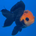 Thai Oranda Apache Red Cap Black 2in Female (FEB-549)R3B17