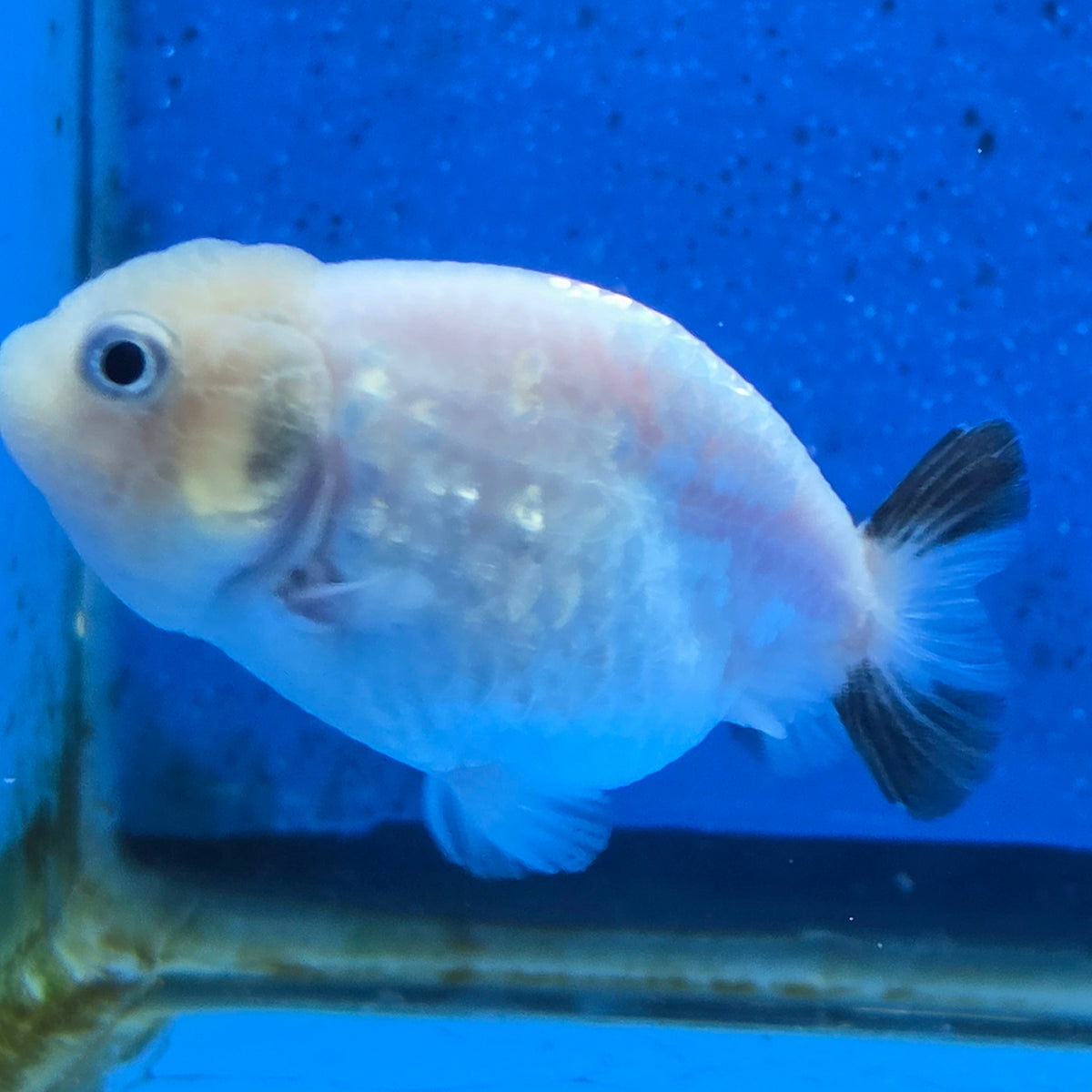 Thai Ranchu White Tiger 2.50" Body Female (FEB-868)R2B02