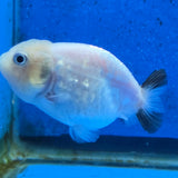Thai Ranchu White Tiger 2.50" Body Female (FEB-868)R2B02
