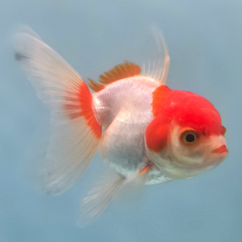 Thai Oranda Red/White 2" Female (CK-083)R3B10