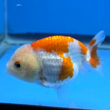 Thai Ranchu Red and White 2.50" Body Female (FEB-813)R2B05