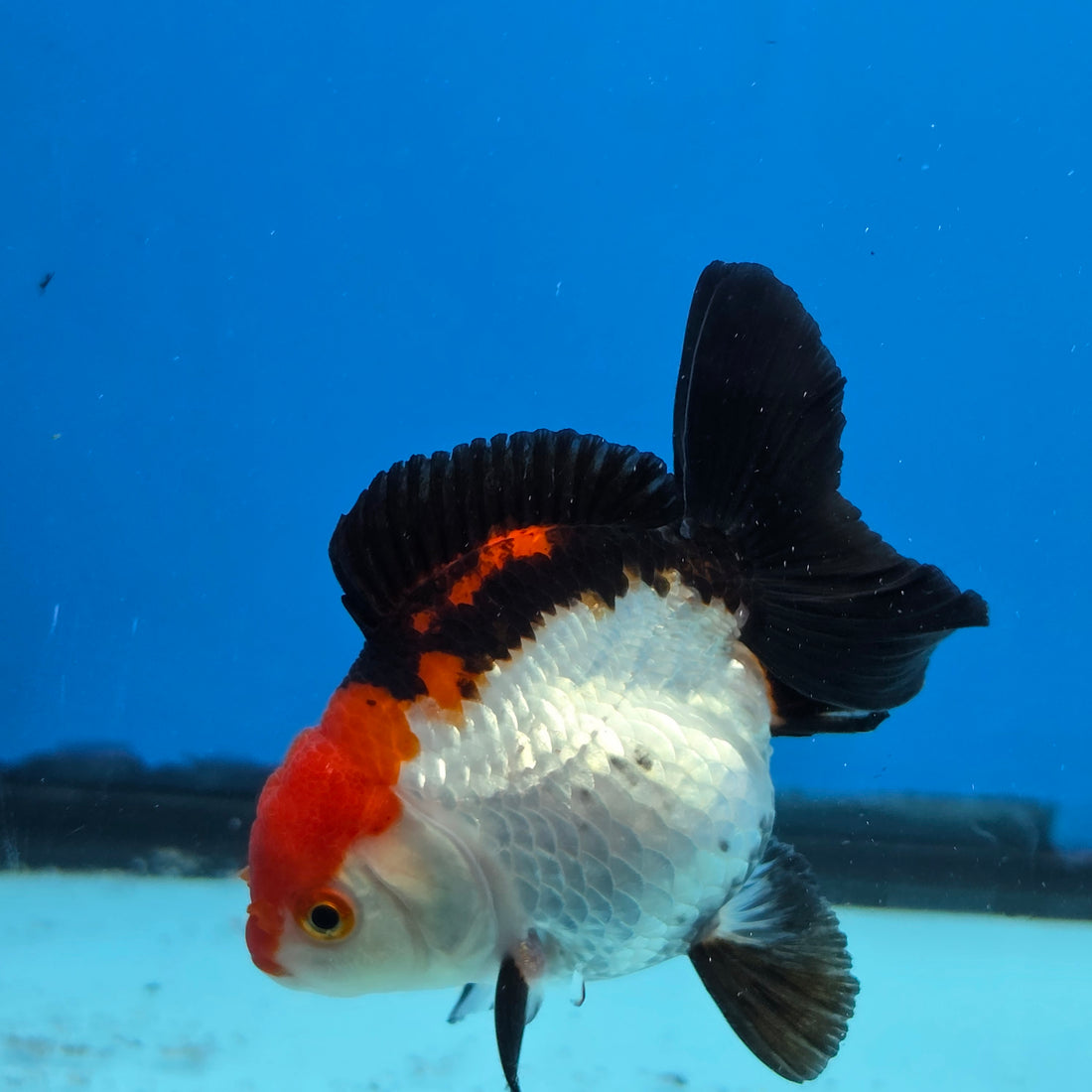 Thai Oranda Tri Color 3 in Body Female (FEB-525)R3A07
