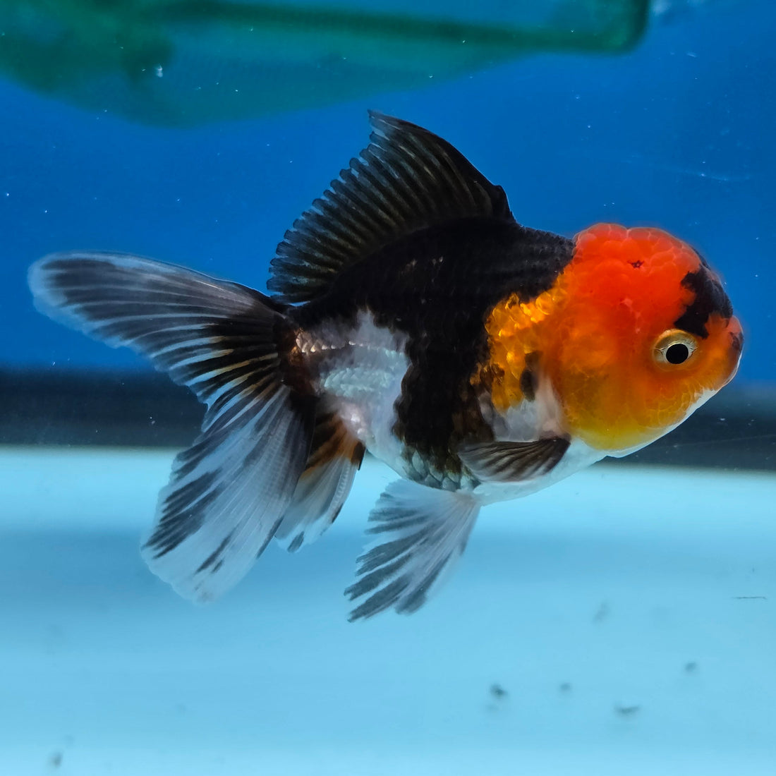 Thai Oranda Tri Color body breed 2.5" Body Female 6mths(FEB-567)R3B22