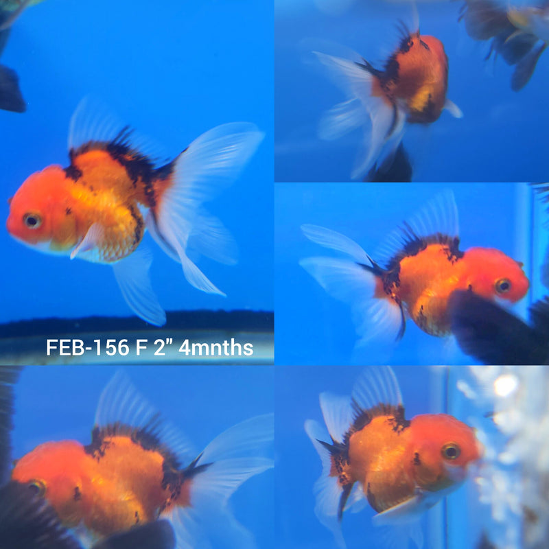 Thai Oranda Tri-Color 2” Body Female (FEB-156)R3A10