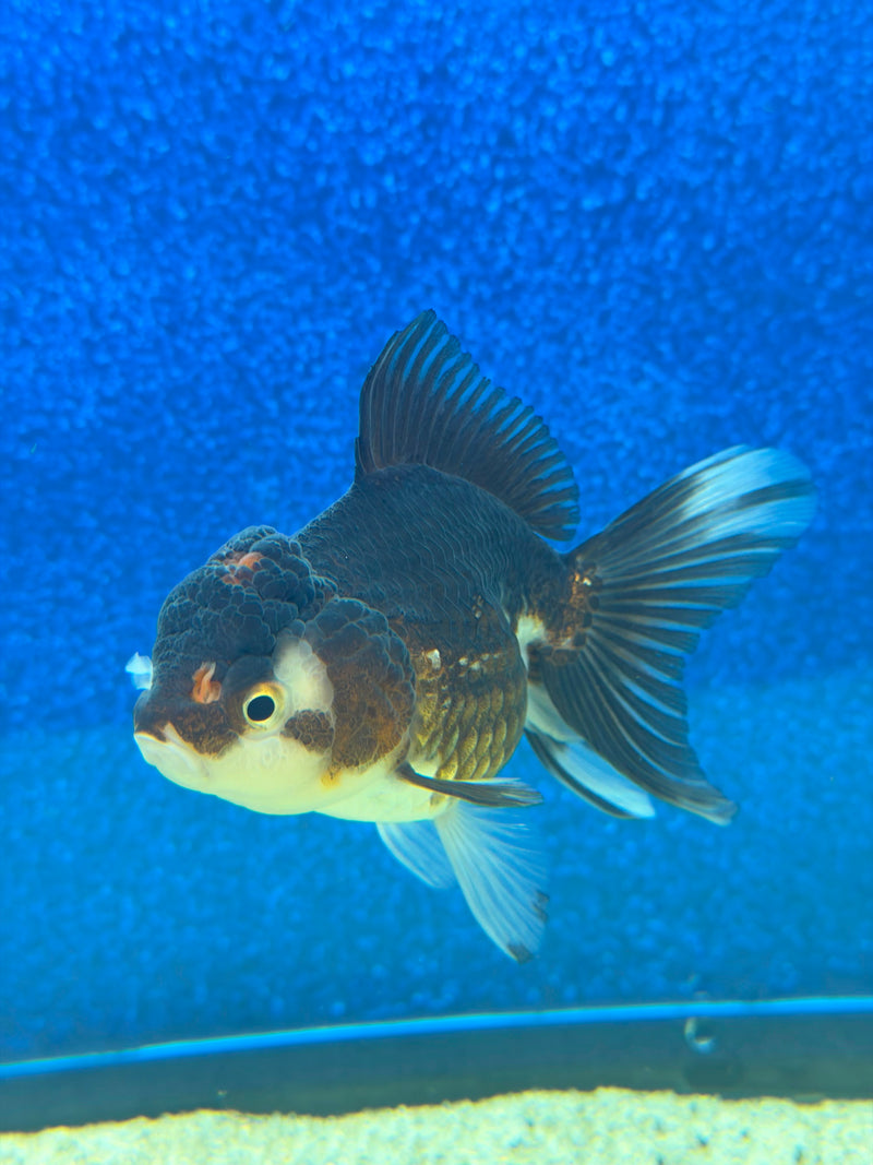 Thai Oranda Panda 2.5in Female (FEB-476)R3A13