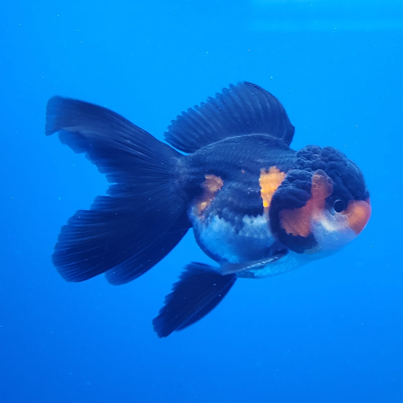 Thai Oranda Apache Panda Tri-Color 2.5 M (FEB-192)R3A06