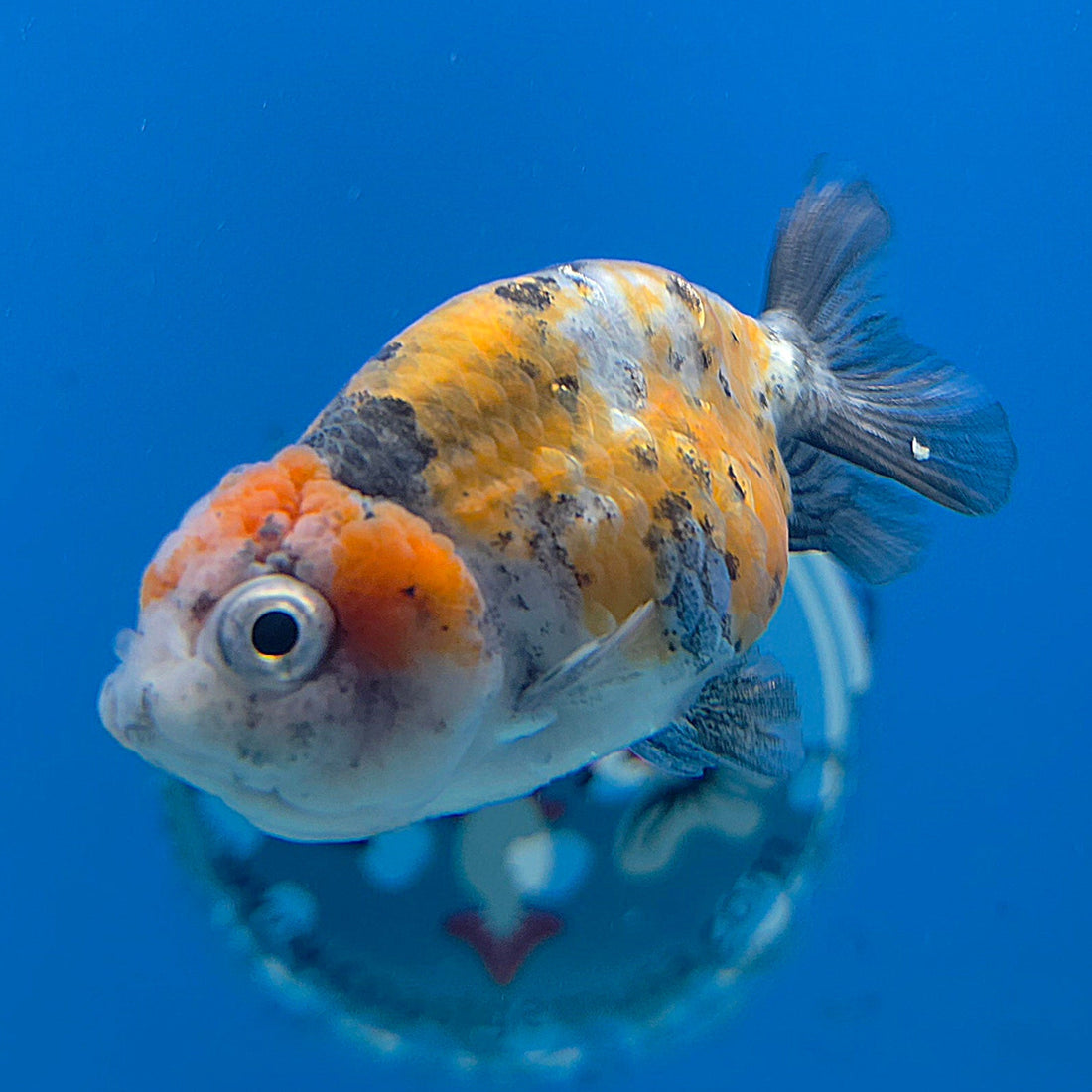 Thai Ranchu Gold Calico 2.5in Female (FEB-702)R3B13