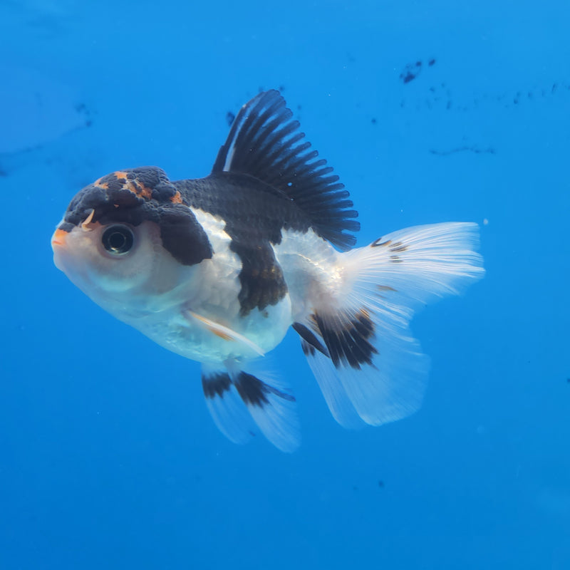 Thai Oranda Panda Tri-Color  2.5 F (FEB-178)R3A07