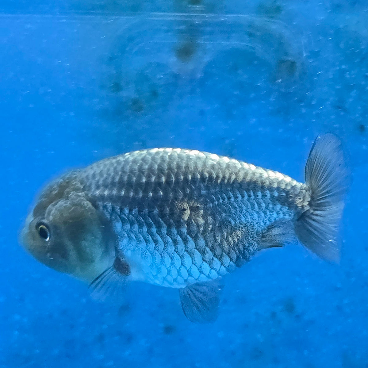 Thai Ranchu Silver 2.50" Body Female (FEB-869)R2B02