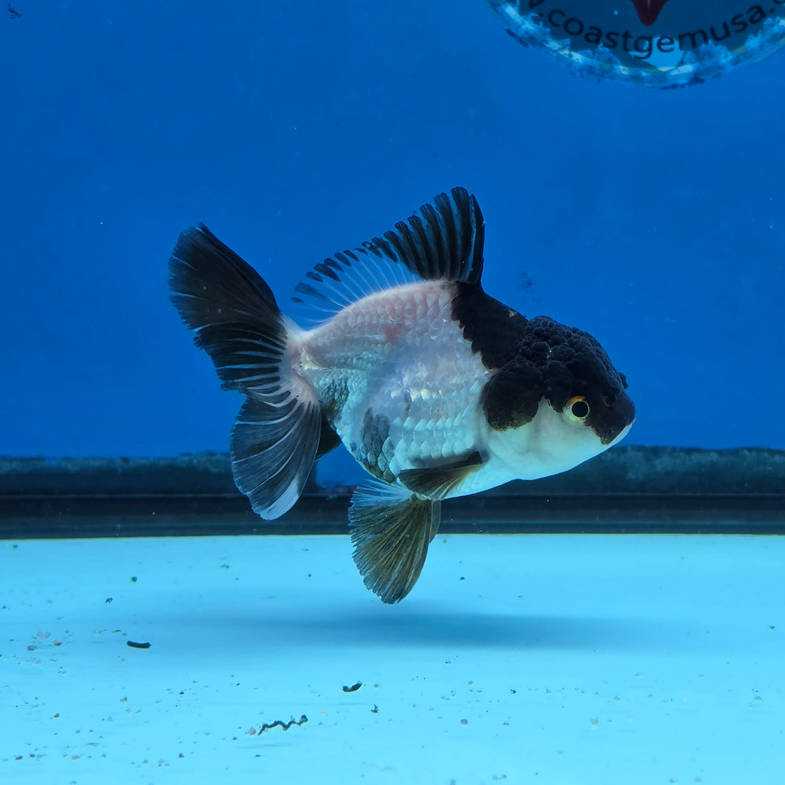 Thai Oranda Panda 3 in Body Female (FEB-519)R3A08