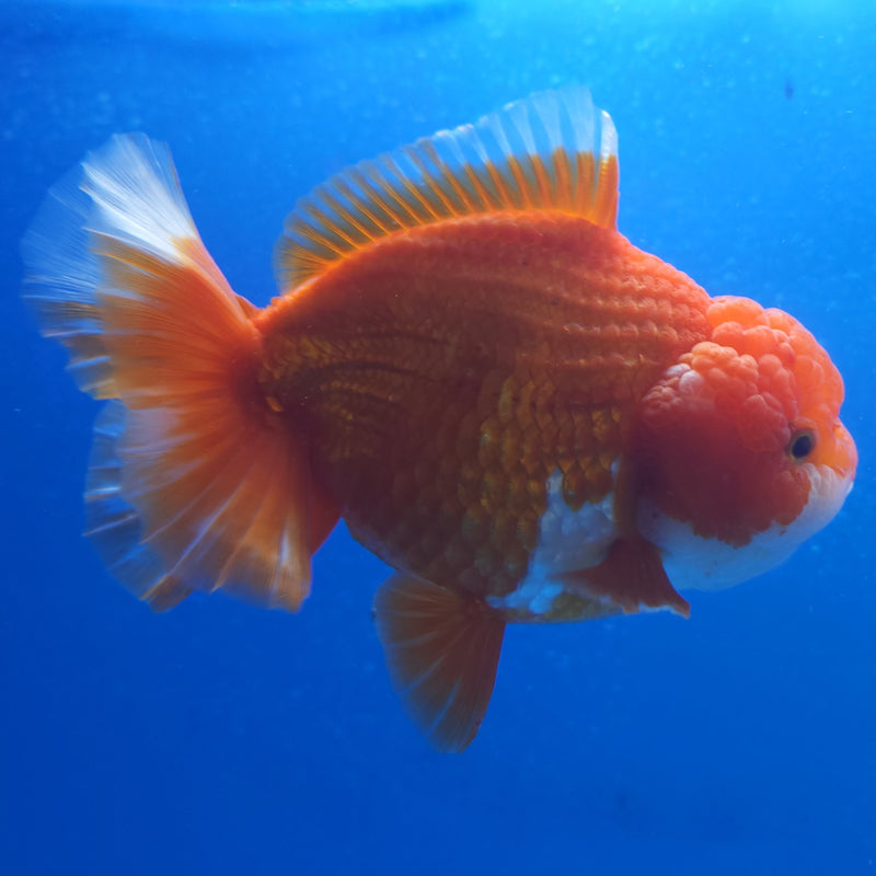 Thai Jumbo Oranda Red & White 4in Female (FEB-223)BLUETUB2