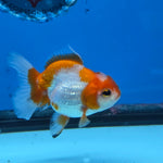 Thai Oranda Red and White Color 2.5 in Body Female (FEB-531)R3A06