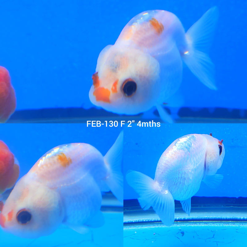 White Calico Ranchu 2” Body Female (FEB-130)R3B10