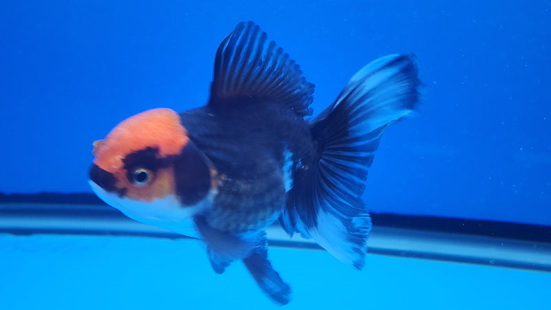 Thai Oranda Tri-Color 2.5 F (FEB-193)R3A06