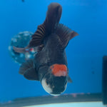 Thai Oranda Red Cap Panda 3in Female (FEB-686)R3A06