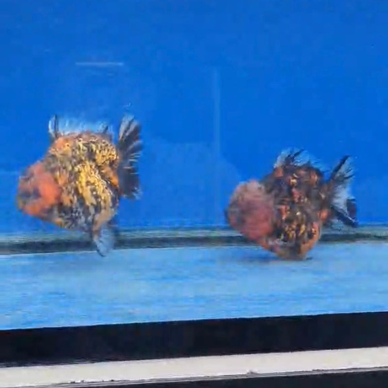 Thai Tiger Oranda x 2 FISH 5.50 inch Body Oranda (CRP-JO1035)